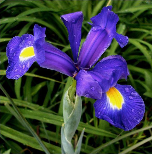 Iris Hollandica Azul - 'Blue Magic'