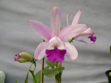 Orquidea C. Int. Orlata Blumenau - 368 - Adulta