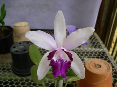 Orquidea C. Int. Redonda - 450 - Adulta 