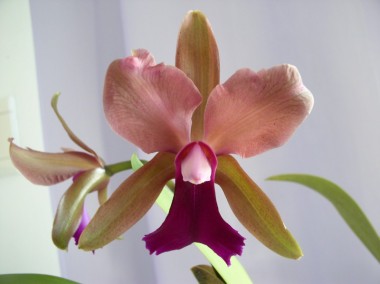 Orquídea JMS1384 - 4 anos