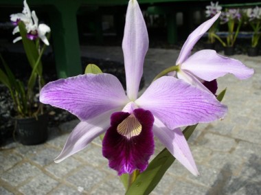 Orquidea Laelia Purpurata Becker - Adulta -  547