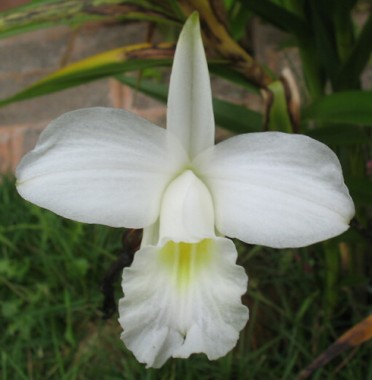Orquídea MINI Arundina Alba