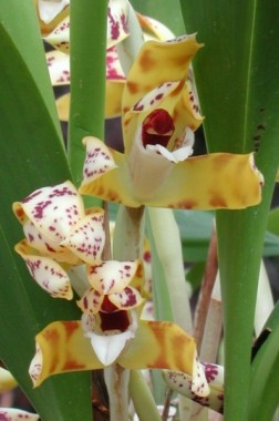 Orquídea Maxilaria Picta