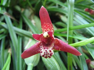 Orquidea Maxilaria Tenuifolia - 3 anos
