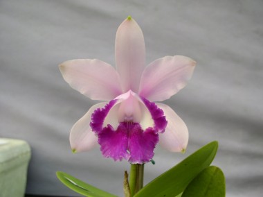 Orquidea  Orlata x Redonda - 452 - Adulta
