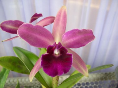 Orquídea (BLC. Waikiki Gold x C. Bicolor) x L.P. Flâmea Haetinger-786