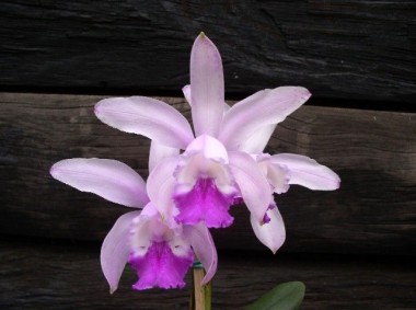 Orquidea cattleya Felix - 4 anos - 530 