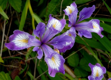  Iris tenax 'Iris oregon' - 10 sementes