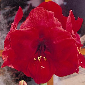 Amaryllis / Amarilis Vermelho - 'Red Lion' 