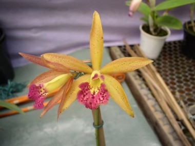 Orquidea Laeliocattleya Penny Spots - adulta - 814
