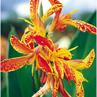 Canna Indica Torch