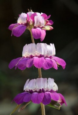 Collomia grandiflora - Chinese Houses - 50 sementes