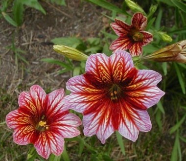 Flor Trombeta - 25 sementes