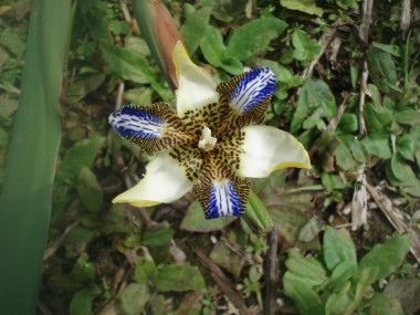 Íris Amarela / azul - 'Íris Neomarica longifolia'  3 unidades