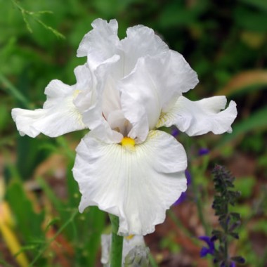 Iris Germanica Branca