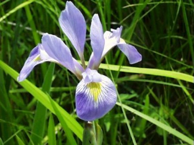Iris Virginica Shrevei - 10 sementes