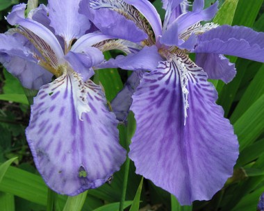 Iris tectorum - 15 sementes