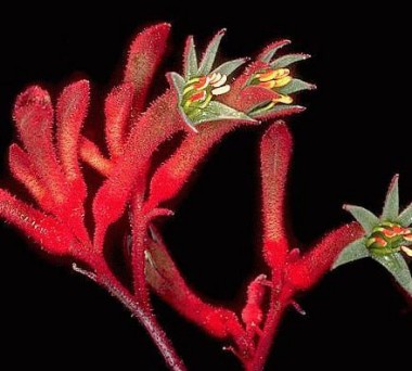 Kangaroo Paw Tall - Anigozanthos flavidus RED - 10 sementes