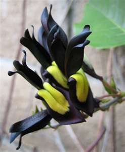 Kennedia Nigricans - 5 sementes