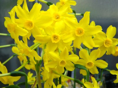 Narciso Amarelo - 3 unids