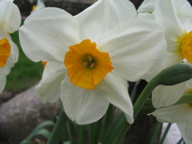 Narciso Branco e Amarelo - 3 unids