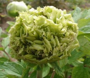 Peônia Verde - 5 sementes