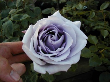 Rosa Trepadeira Azul - 15 sementes