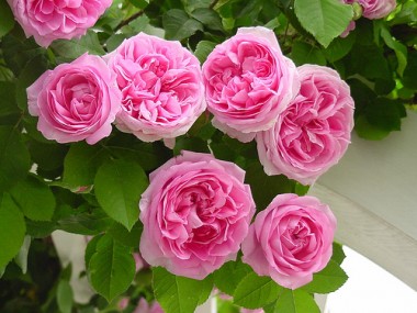 Rosa Trepadeira Pink - 15 sementes
