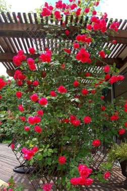 Rosa Trepadeira Vermelha - 15 sementes