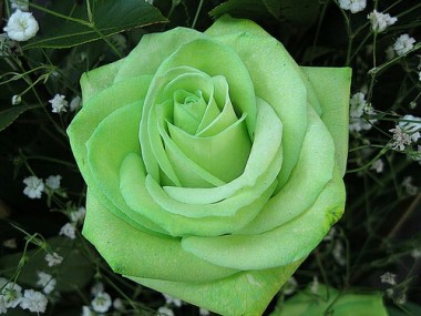 Rosa Verde - 15 sementes