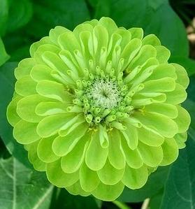 Zinnia Verde - Zínia Verde - 50 sementes