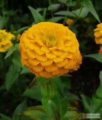 Zinnia Elegans Amarela - 25 sementes
