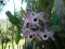 Orquidea Dendrobrium Roxo - D5