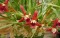 Orquidea Maxilaria Tenuifolia - 3 anos