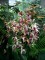 Orquidea Phaius Grandifolius 