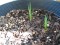  Iris tenax 'Iris oregon' - 10 sementes