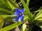 5 Sementes - Íris Madagascar- 'Aristea ecklonii'