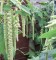 Amaranthus Caudatus Green - 25 sementes