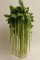 Amaranthus Caudatus Green - 25 sementes