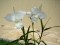 Orquidea Arundina Branca - 'Arundina Alba'