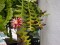 Cactos Fishbone - 'Epiphyllum anguliger'