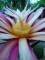 Cactos Fishbone - 'Epiphyllum anguliger'