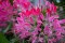 Cleome spinosa Pink - 25 sementes