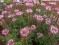 Cleome spinosa Pink - 25 sementes