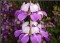 Collomia grandiflora - Chinese Houses - 50 sementes