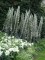 Echium branco - 50 sementes
