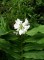 Hedychium Branco -  'Hedychium coronarium'