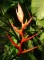 Heliconia caribbean