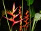 Heliconia caribbean