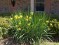 Iris  Amarela - 10 sementes